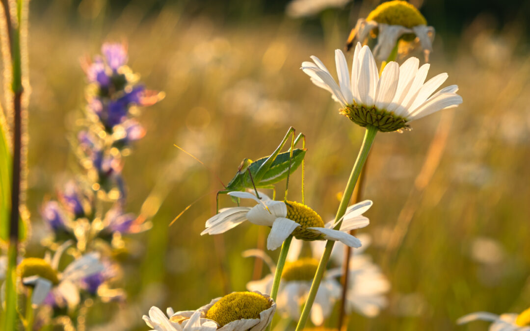 Życie w zgodzie z naturą – agroturystyka jako styl życia, nie tylko wypoczynek